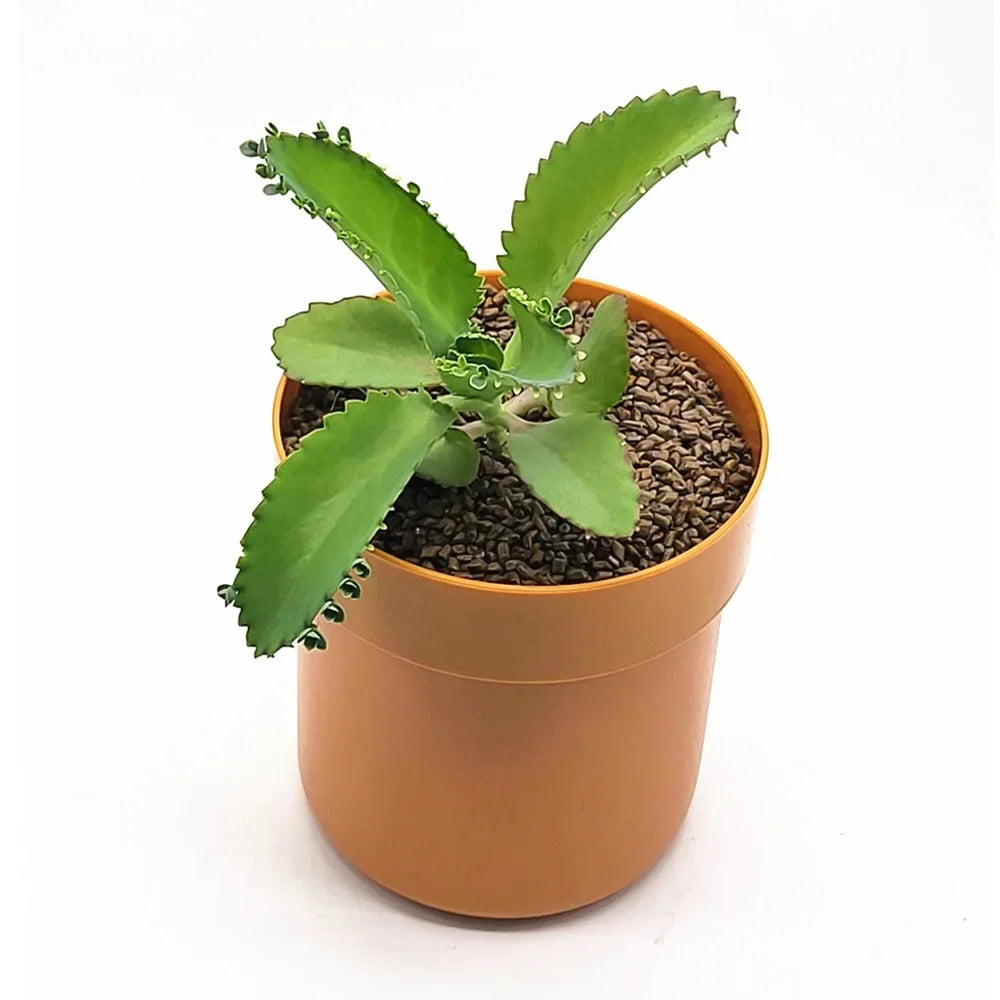 Flowerpot Storage Tank Creative Iron Box with Lock Insurance Password Safety Storage Box Mini Money Storage Organizer Hide Money