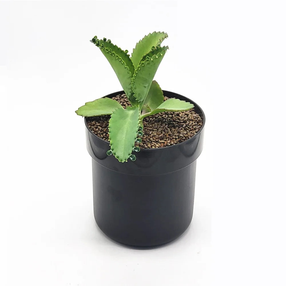 Flowerpot Storage Tank Creative Iron Box with Lock Insurance Password Safety Storage Box Mini Money Storage Organizer Hide Money